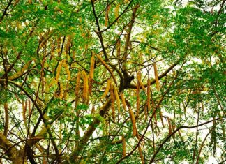 The_tree_and_seedpods_of_Moringa_oleifera